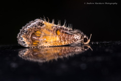 Pilipectus prunifera