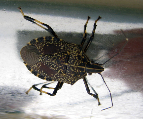 Yellow-spotted Stink Bug