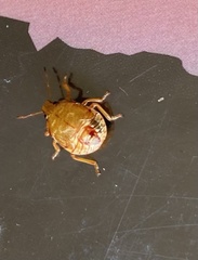 Podisus serieventris