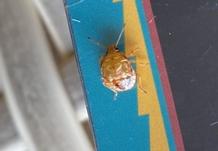 Podisus serieventris