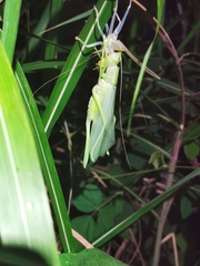 Pseudorhynchus gigas