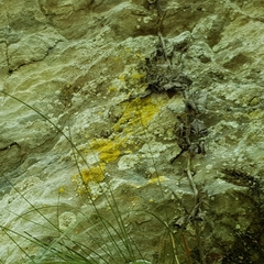 Leproplaca xantholyta