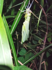 Pseudorhynchus gigas