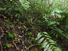 Zamia huilensis