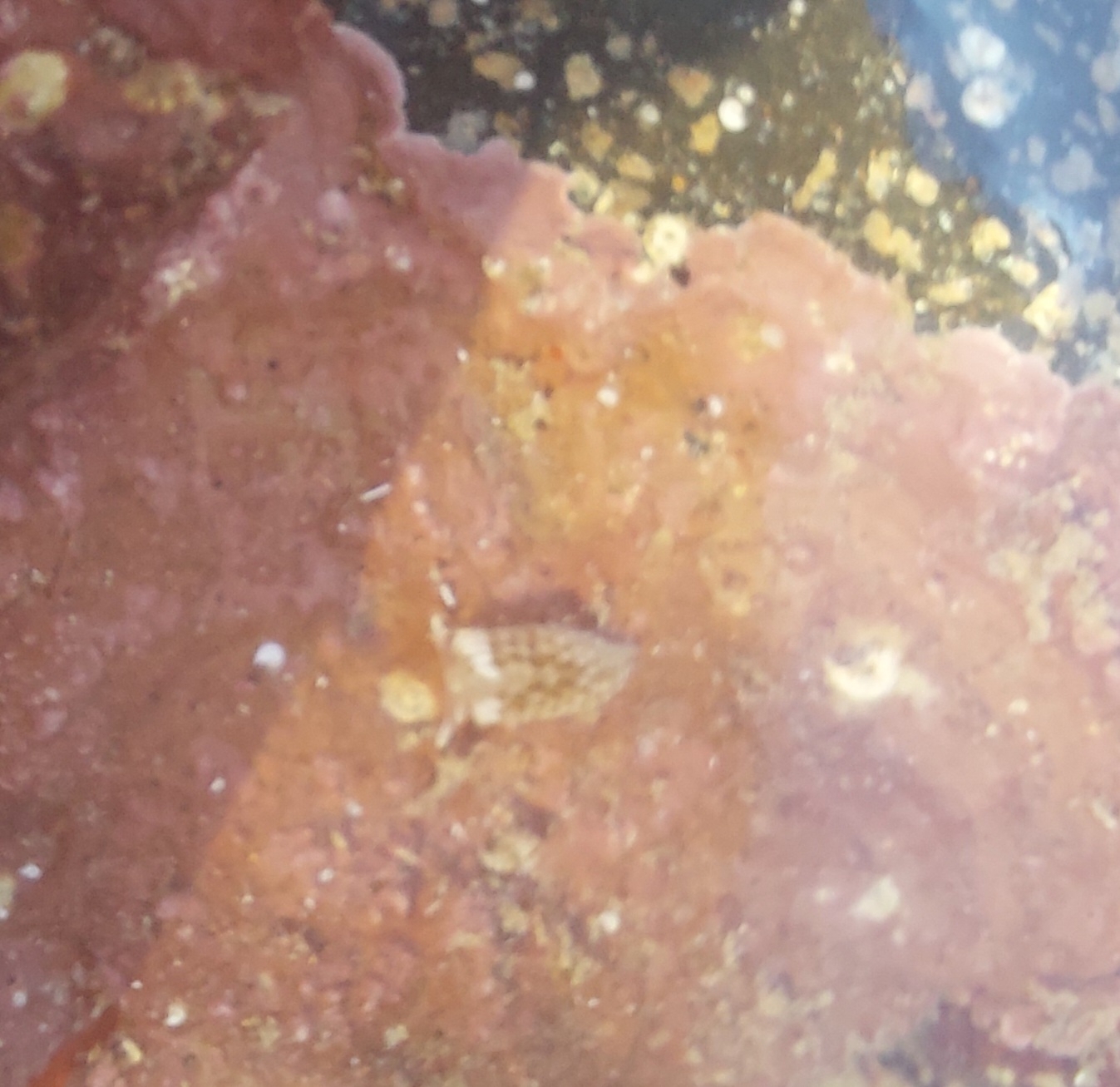 Aeolidiella alderi