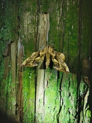Phyllosphingia dissimilis