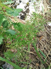 Asperula purpurea