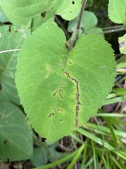Scrobipalpula manierreorum