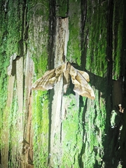 Phyllosphingia dissimilis