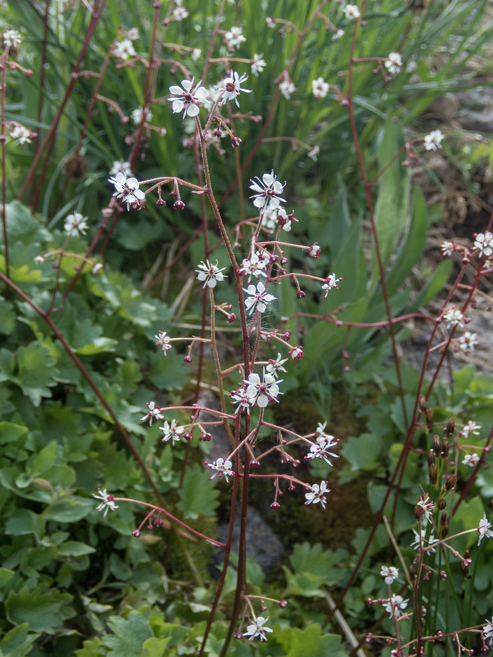 Micranthes odontoloma