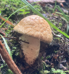 Gyroporus cyanescens