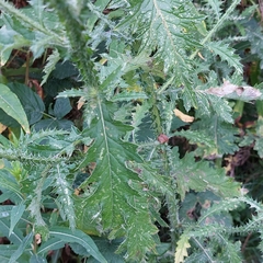 Carduus crispus