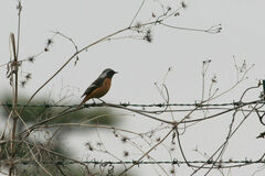 Phoenicurus auroreus
