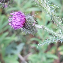 Carduus crispus