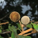 Licania latifolia - Photo (c) Apipa, algunos derechos reservados (CC BY-NC), subido por Apipa