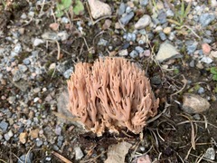 Ramaria rubella