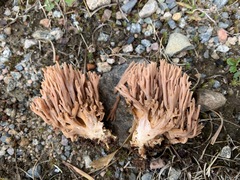 Ramaria rubella