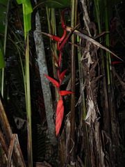 Heliconia huilensis