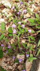 Cyanotis fasciculata