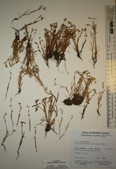 Plagiobothrys scouleri