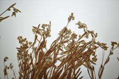 Plagiobothrys scouleri