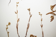 Plagiobothrys scouleri