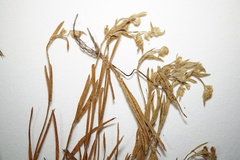 Plagiobothrys scouleri