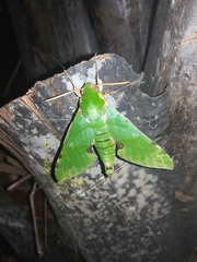 Euchloron megaera