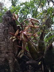 Catasetum laminatum