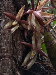 Catasetum laminatum