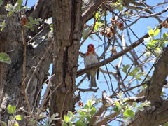 Anaplectes rubriceps rubriceps