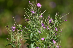 Epilobium hirsutum