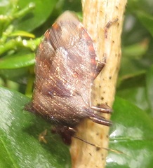 Glypsus conspicuus