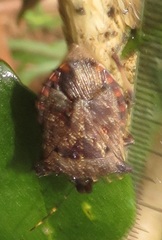 Glypsus conspicuus