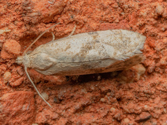 Platphalonidia