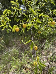 Ximenia