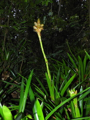 Guzmania mitis