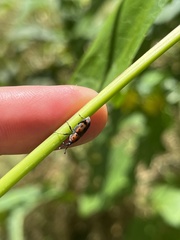 Rhodobaenus quinquepunctatus