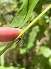 Rhodobaenus quinquepunctatus