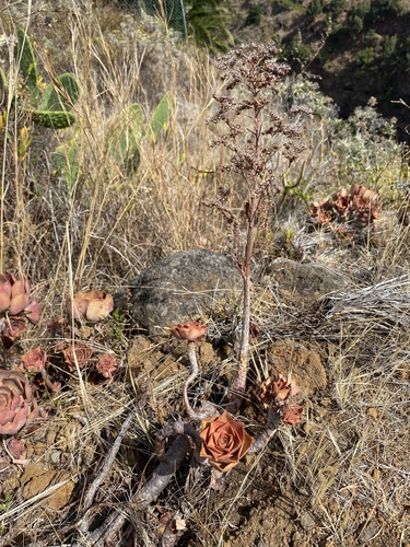 Aeonium davidbramwellii