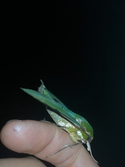 Euchloron megaera