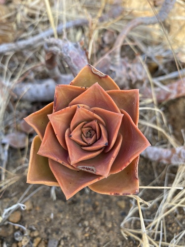 Aeonium davidbramwellii