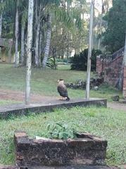 Caracara plancus plancus