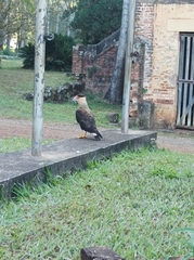 Caracara plancus plancus