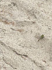 Ophiogomphus cecilia