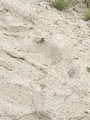 Ophiogomphus cecilia