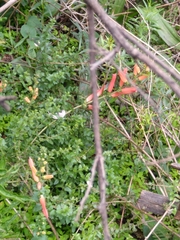 Lamourouxia rhinanthifolia