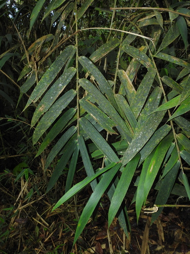 Chusquea pallida
