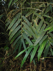 Chusquea latifolia