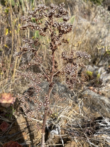 Aeonium davidbramwellii